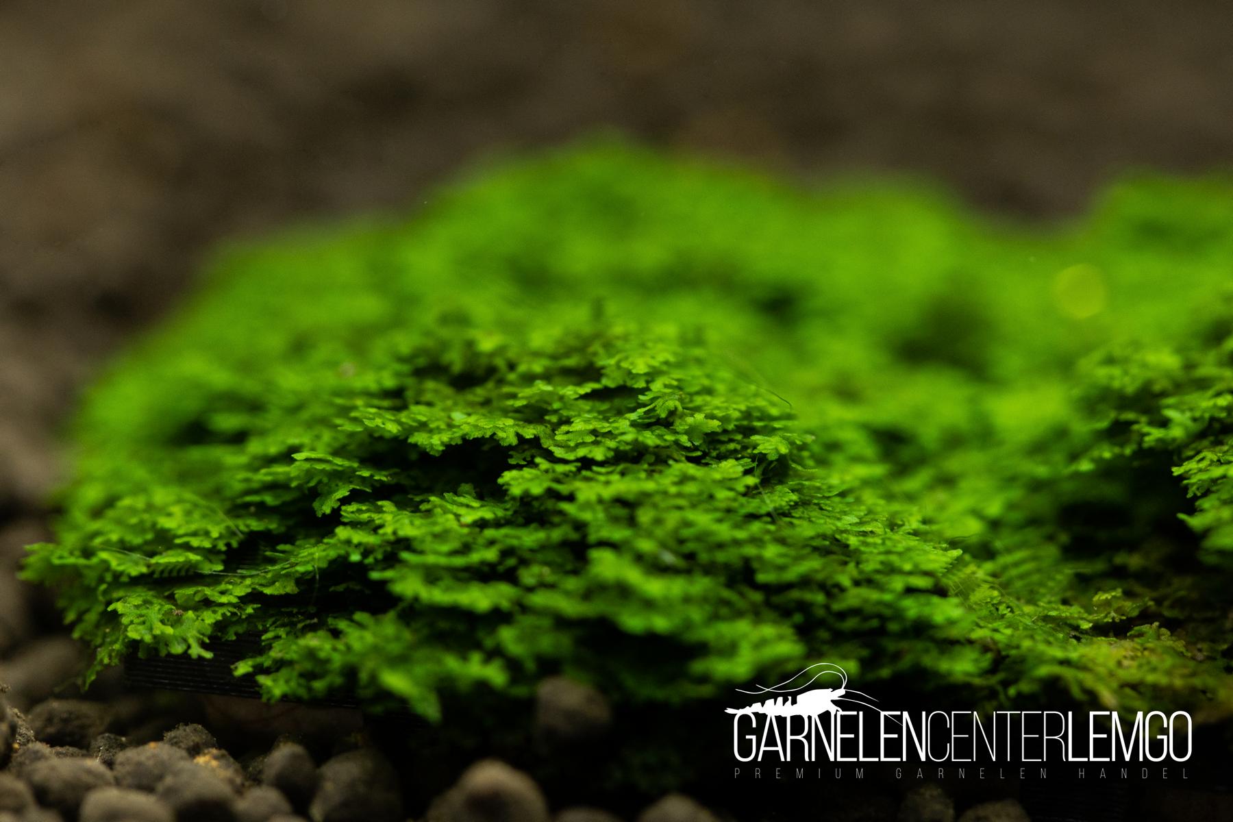 Micro Korallenmoos *Rarität* auf Plant Sheet