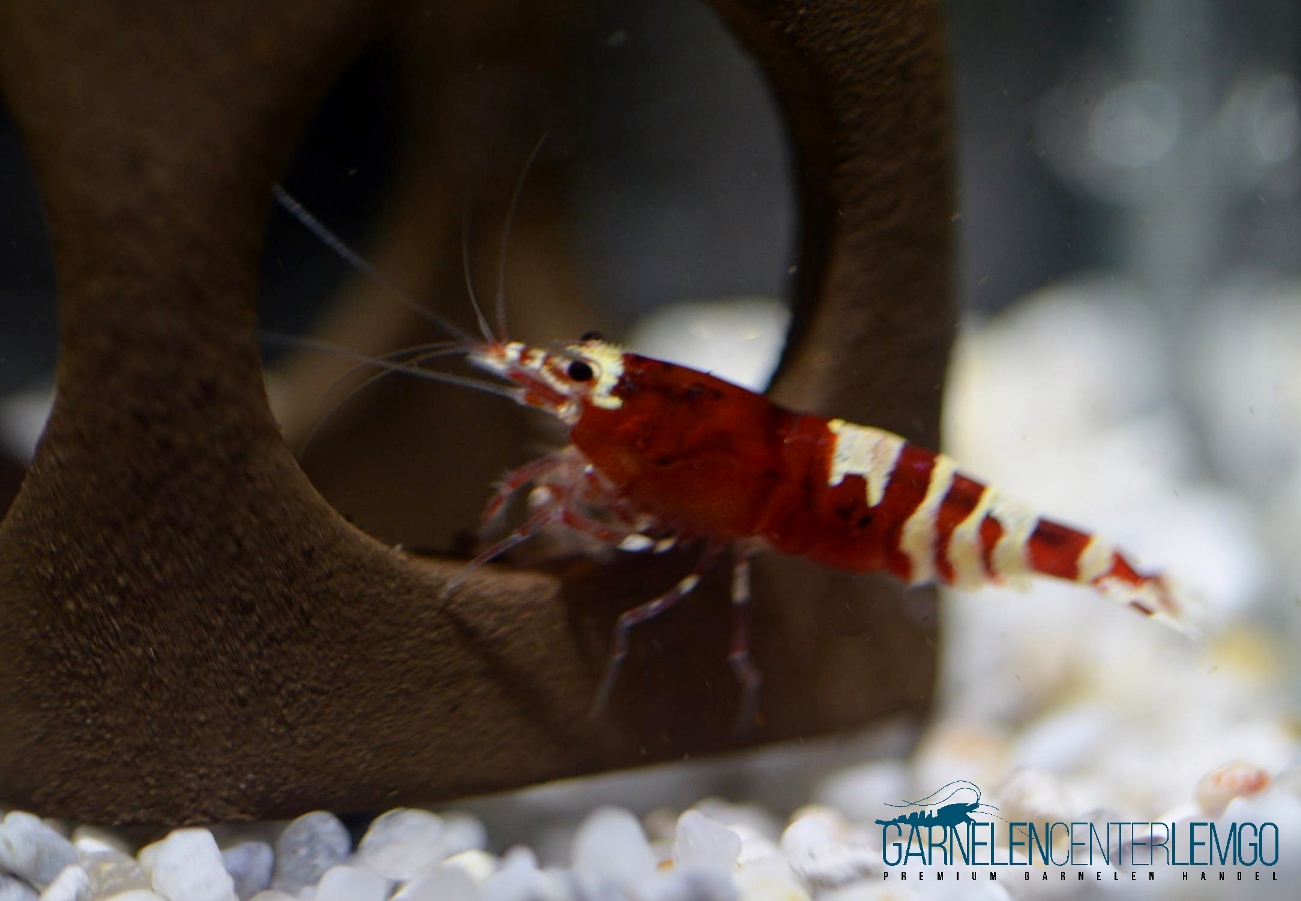 Nanashi Garnele, rot  - DNZ
