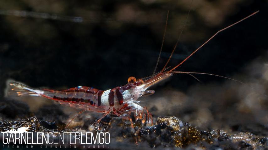 Caridina woltereckae /Harlekingarnele  - Importe