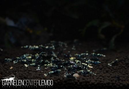 Vinfish Purple Metallic Garnelen A/S Grade - DNZ