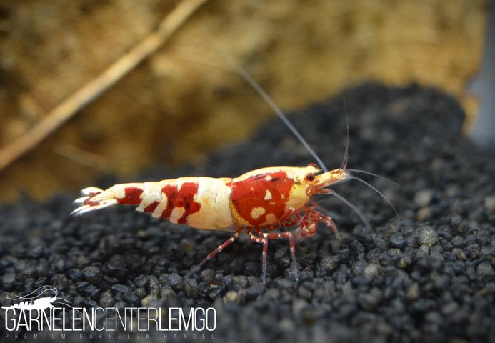 Red Leopard Bee Garnele - DNZ