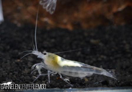 Weiße Amano Garnele Snow - DNZ