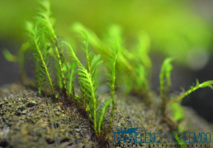 Fissidens sp. Zippelianus - Zipper Moos - Rarität  - auf Plant Sheet