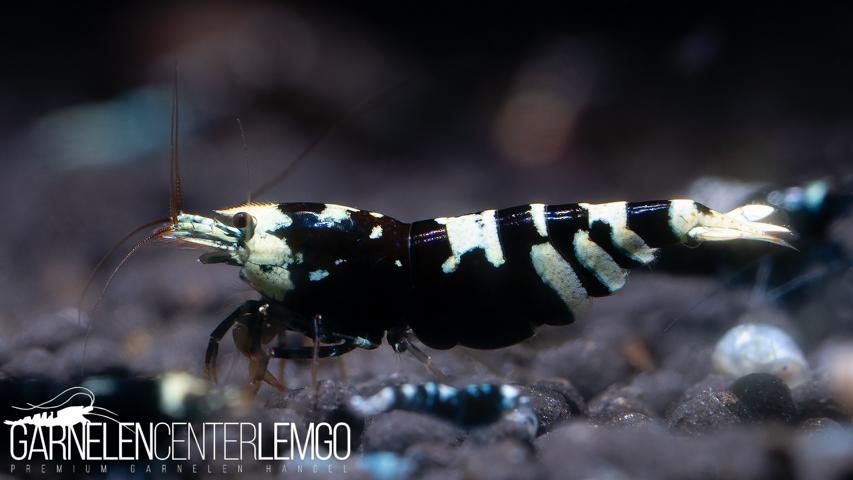 Pinto Mosura Tiger Black - Grade SS / Mid Grade- DNZ