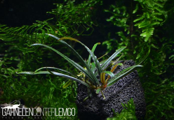 Bucephalandra sp. Filiformis (Rosmarin), submers, Rhizom