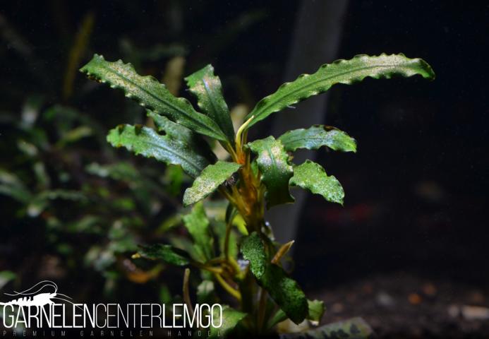 Bucephalandra sp. Velvet Lead Entihong, submers, Rhizom