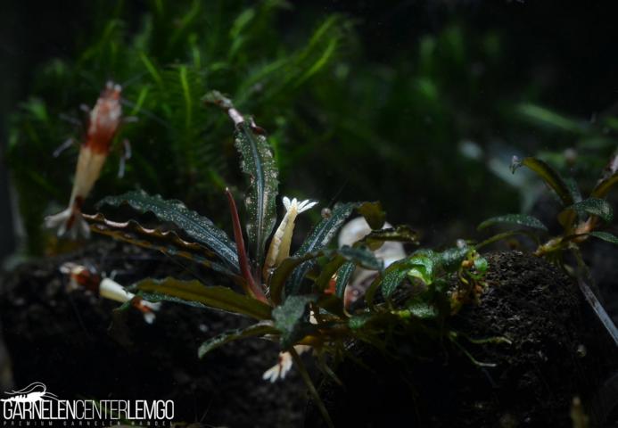 Bucephalandra sp. Belindae, submers, Rhizom