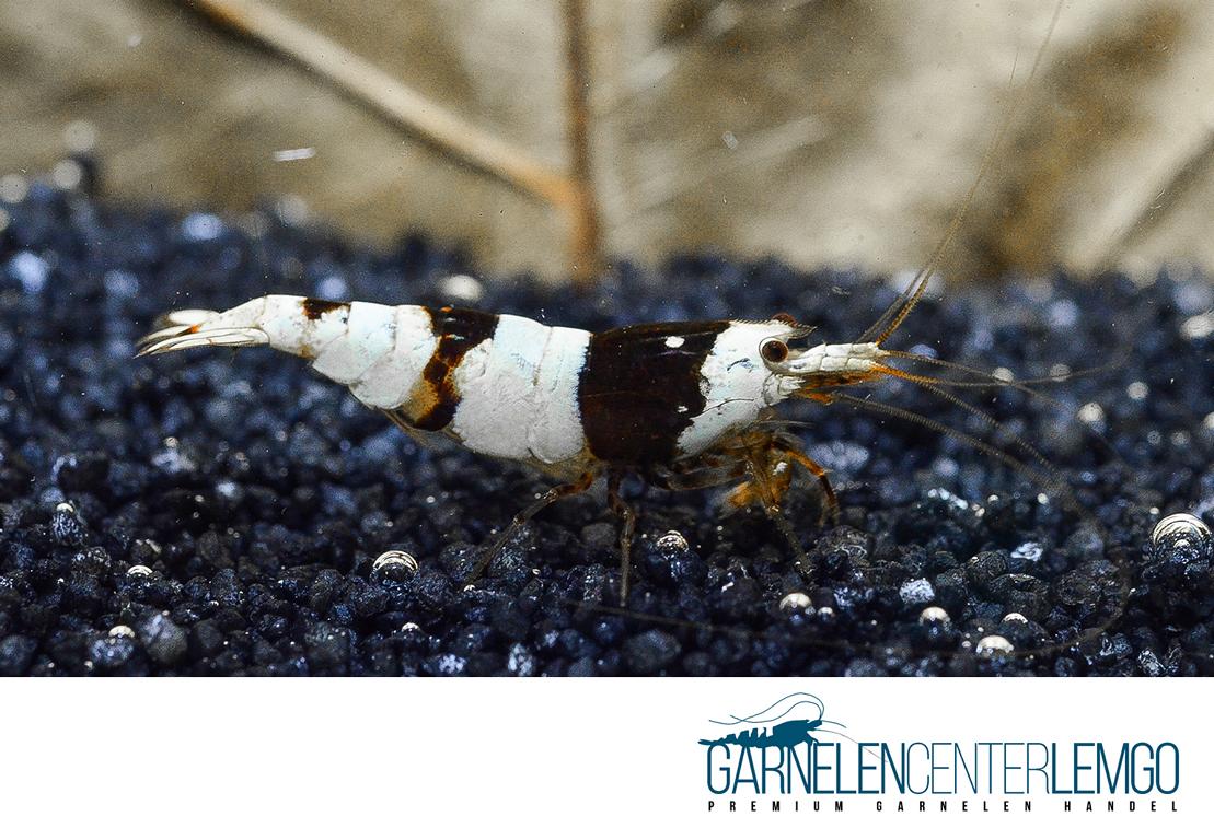 Black Bee PBL Garnele - Grade S - DNZ