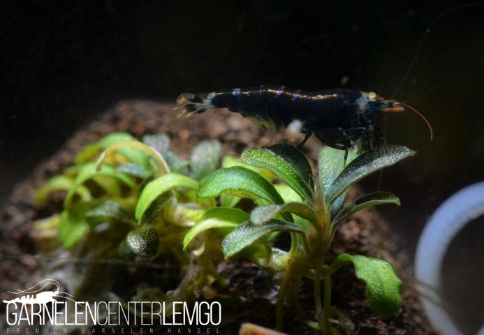 Bucephalandra sp. Mini Pygmae, submers, Rhizom