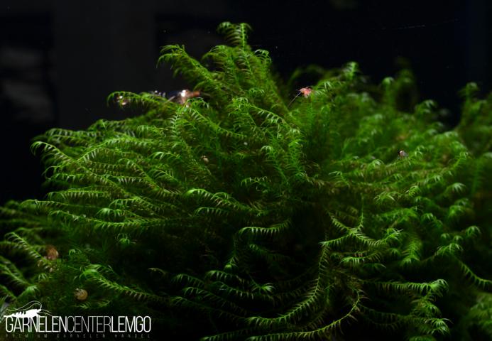 Fissidens sp. Fontanus Mini - Mini Phönix Moos  - auf Plant Sheet