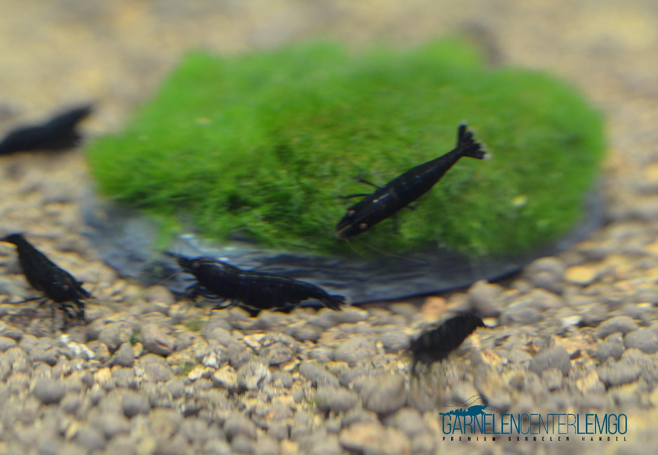 King Kong Extreme / Full Black Garnele  - DNZ