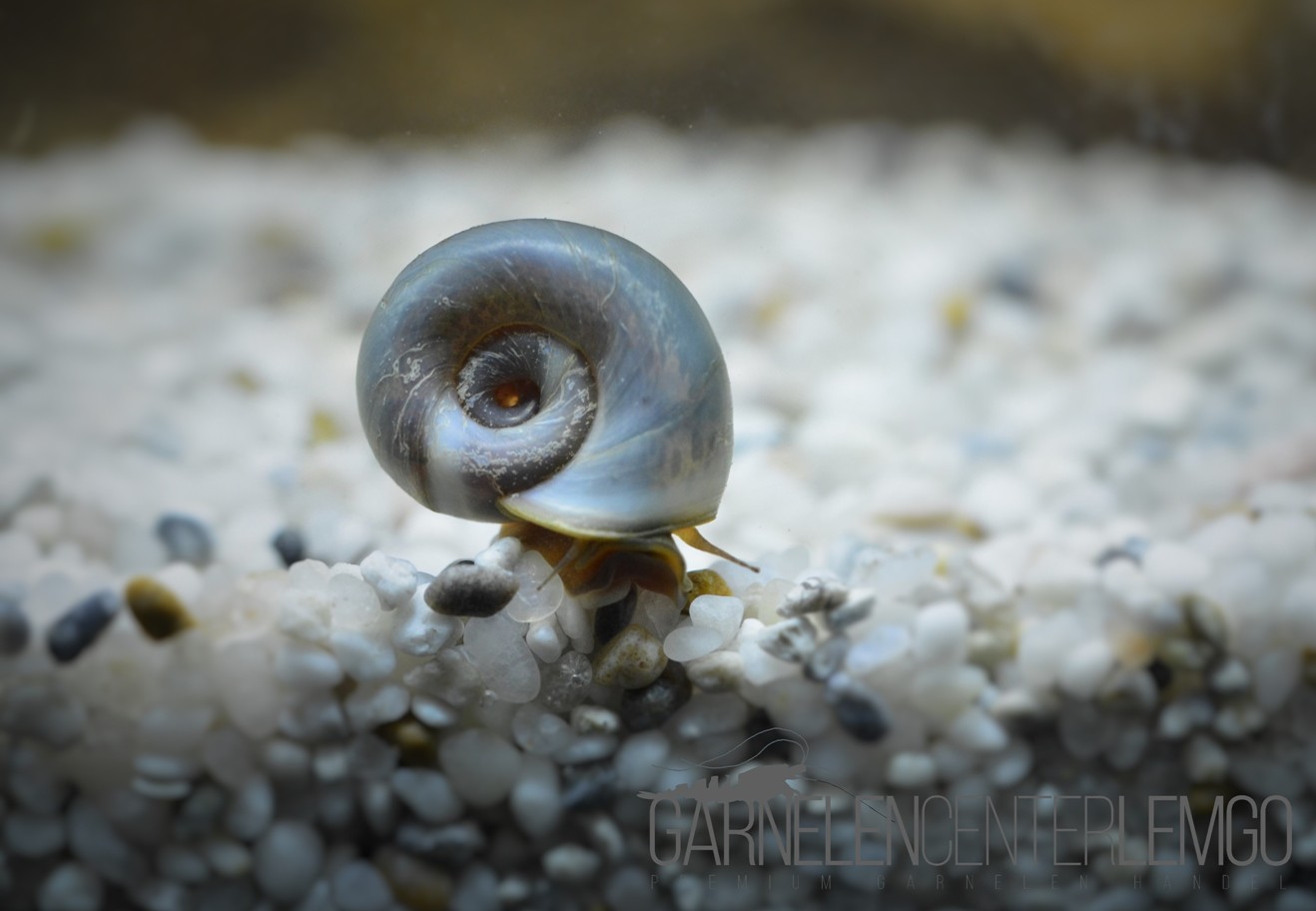 Posthornschnecke Blau