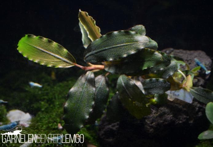 Bucephalandra sp. Super Blue Typ 2, submers, Rhizom