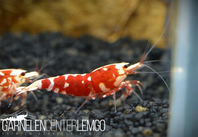 Peiwen Chen - Red Fancy Tiger Backline S Grade - DNZ