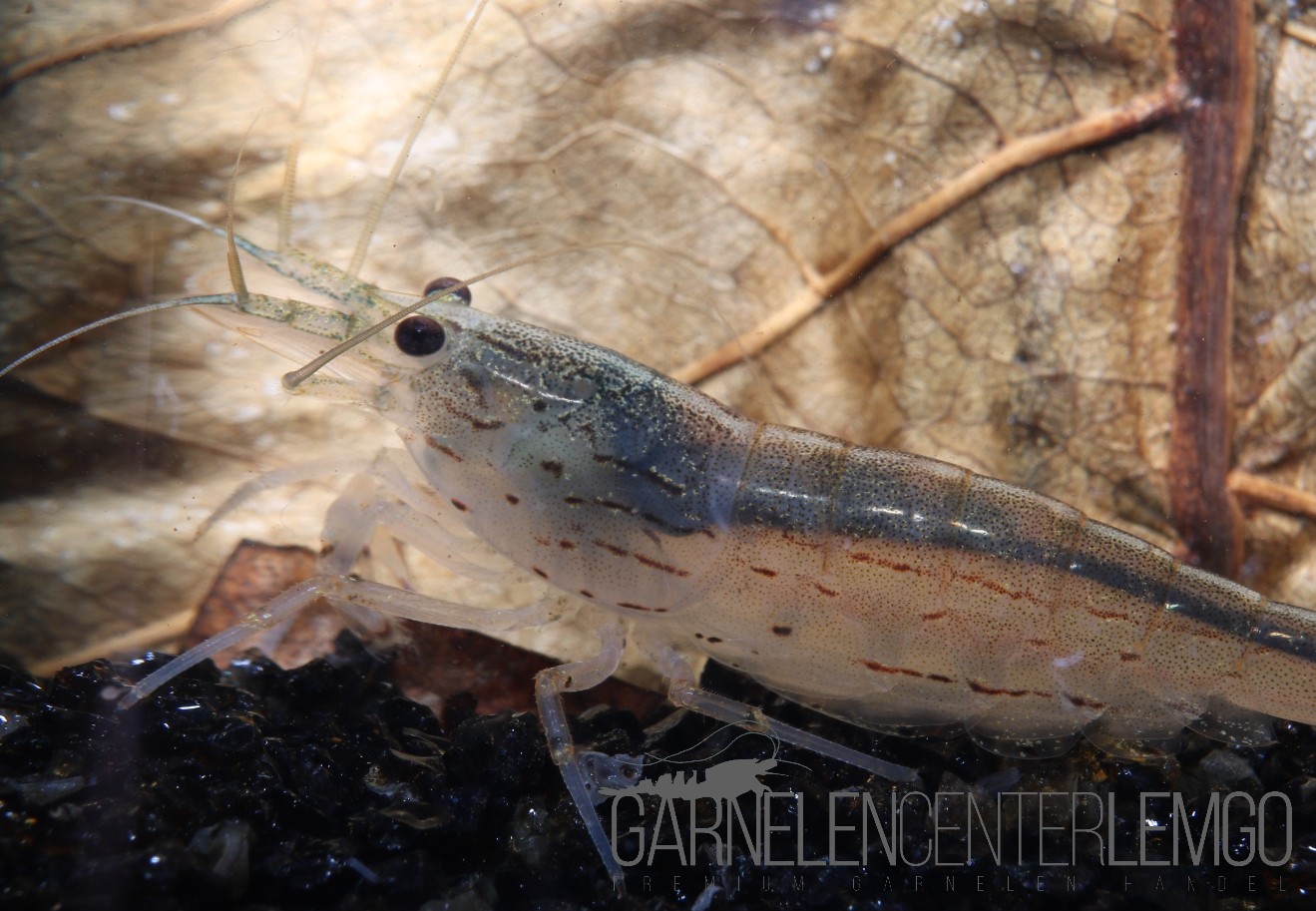 Amano Garnele - DNZ, Größe M