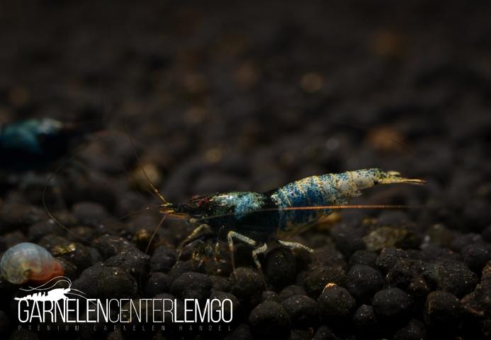 Ocean Blue Taitibee Mischlinge A Grade - DNZ