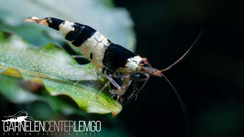 Black Bee Garnele K4 - K6   - DNZ