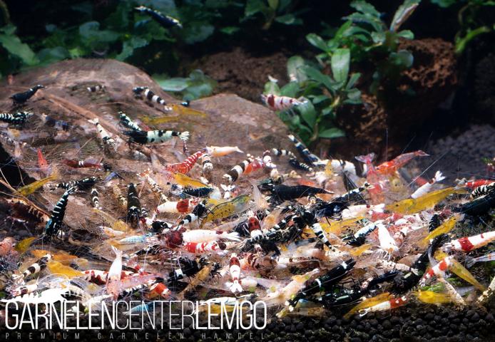 Caridina-Garnelen-Mix - 25 Stück- DNZ
