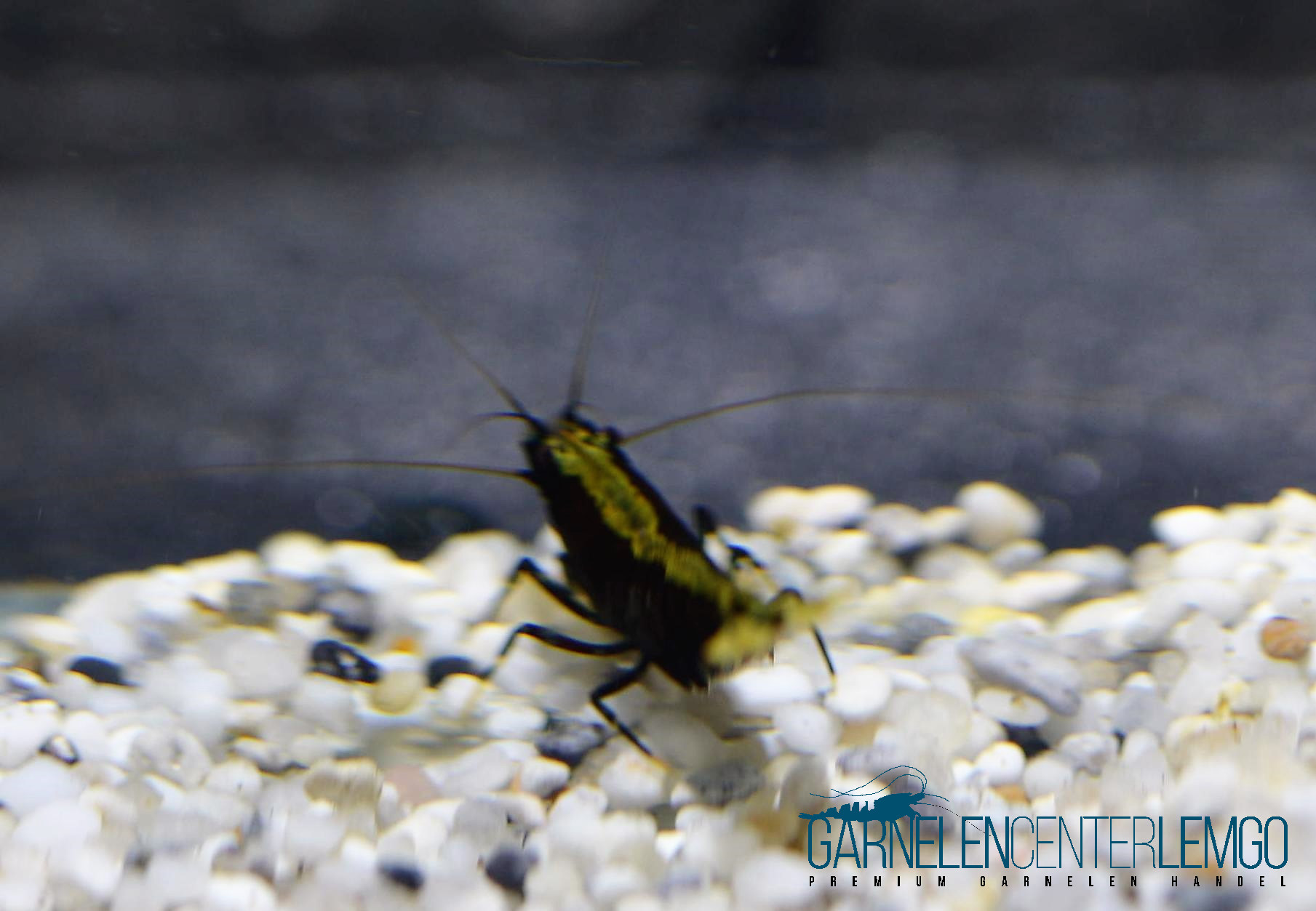 Golden Backline Garnele - DNZ