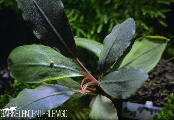 Bucephalandra sp. Kaskade King Typ 2, submers, Rhizom