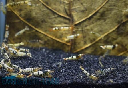 Fancy Tiger Schwarz Garnele - S Grade  - DNZ