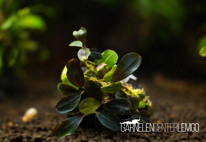 Bucephalandra sp. Brownie Series - submers - Rhizom