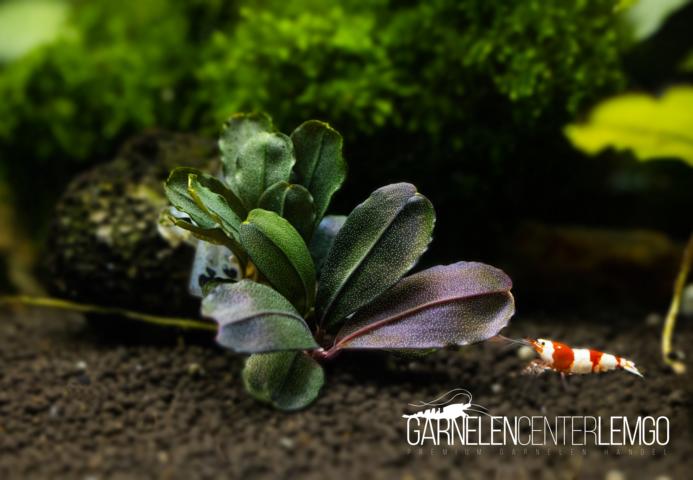 Bucephalandra sp. Brownie Ghost South - submers - Rhizom