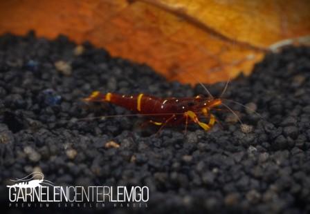 Caridina Spinata - Dreiband-Goldpunkt Garnele  - DNZ