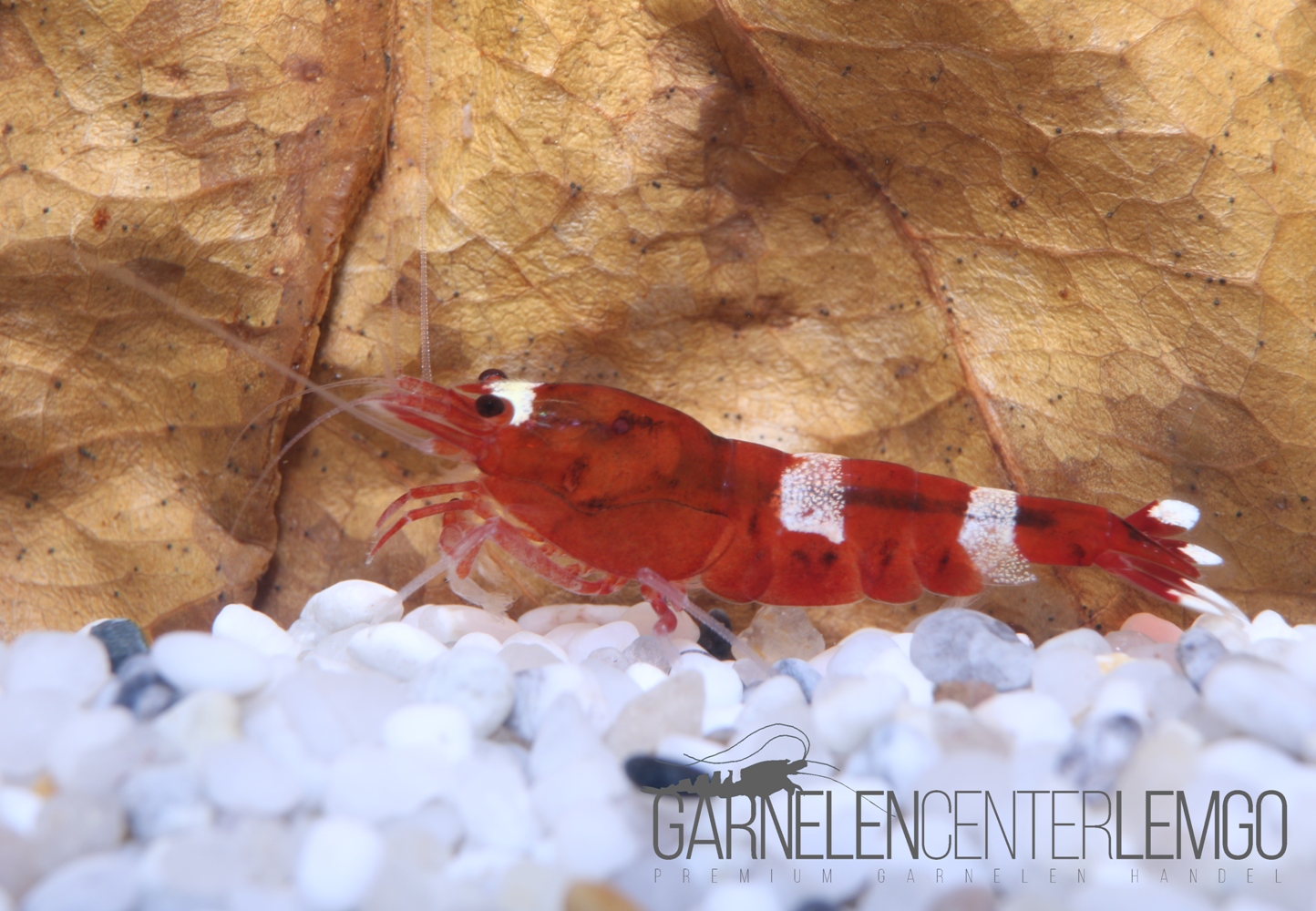 Red Ruby Garnele  - DNZ