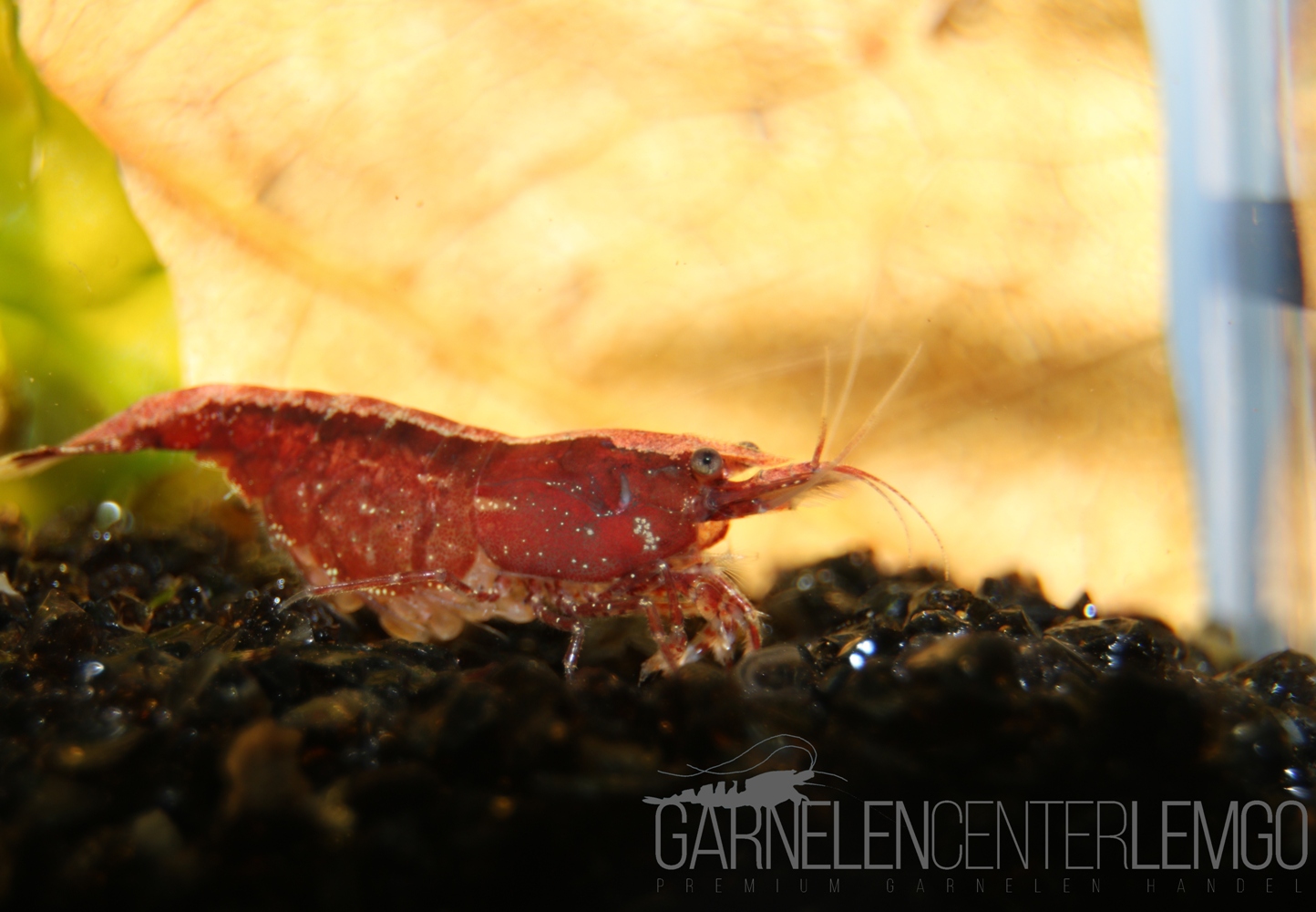 Red Fire Garnele  - DNZ