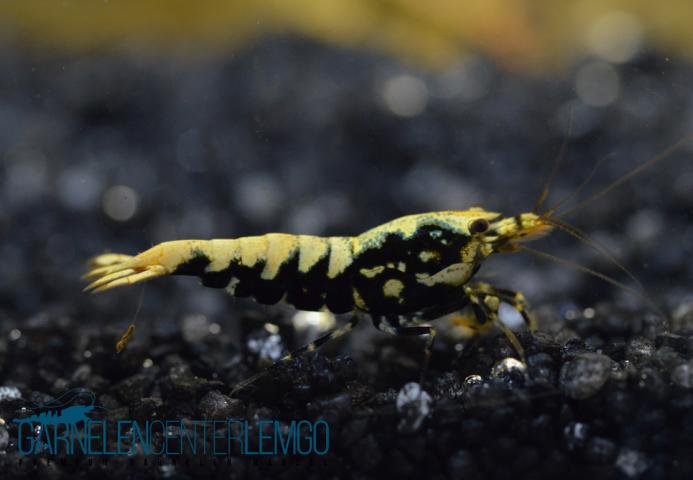 Skyfish Galaxy Fishbone Black SSS - High Grade  - DNZ