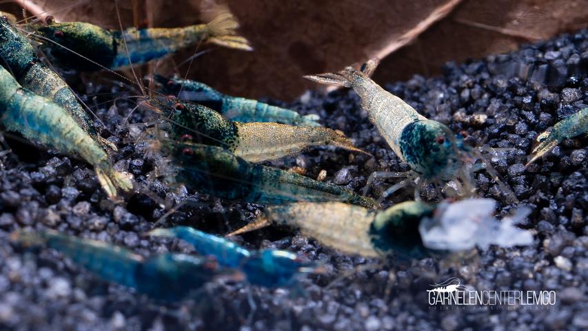 Steelblue aus Skyfish Galaxy Boa  - DNZ