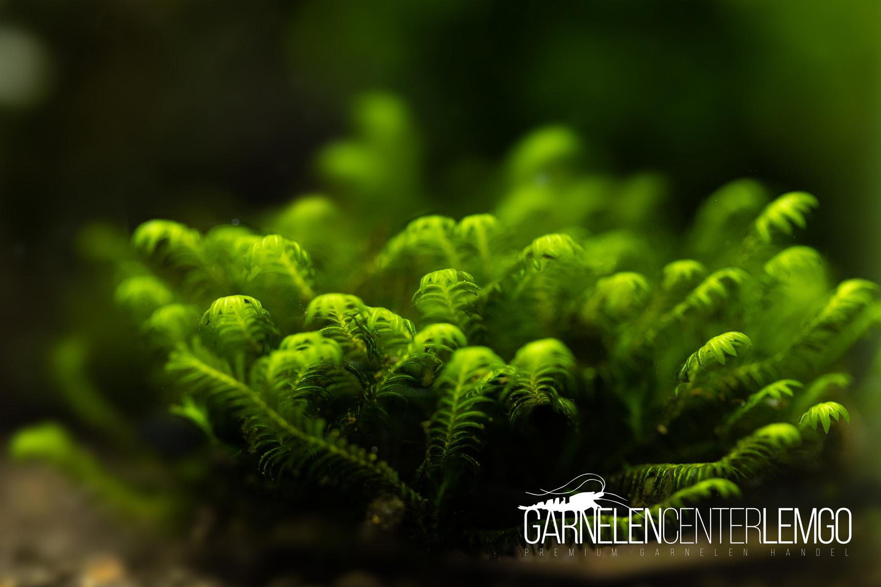 Fissidens sp. Hottonoichi *Rarität* - auf Plant Sheet