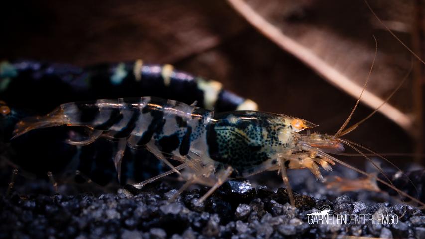 Purple Metallic O.E. Mischlinge - Orange Augen - DNZ