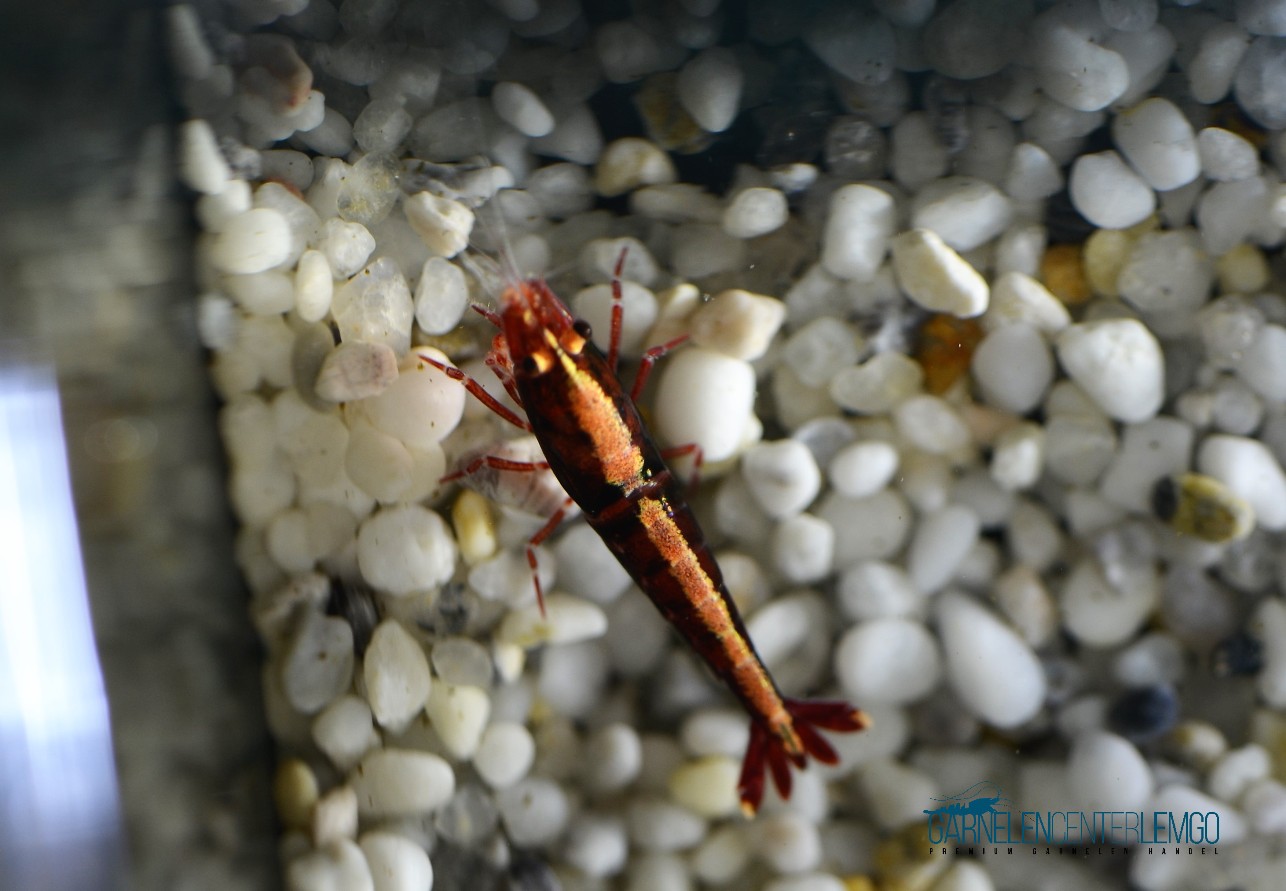 Backline Garnele, rot  - DNZ