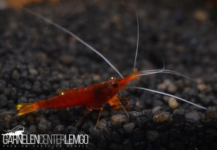 Caridina Spinata - Yellow Nose Garnele  - Import