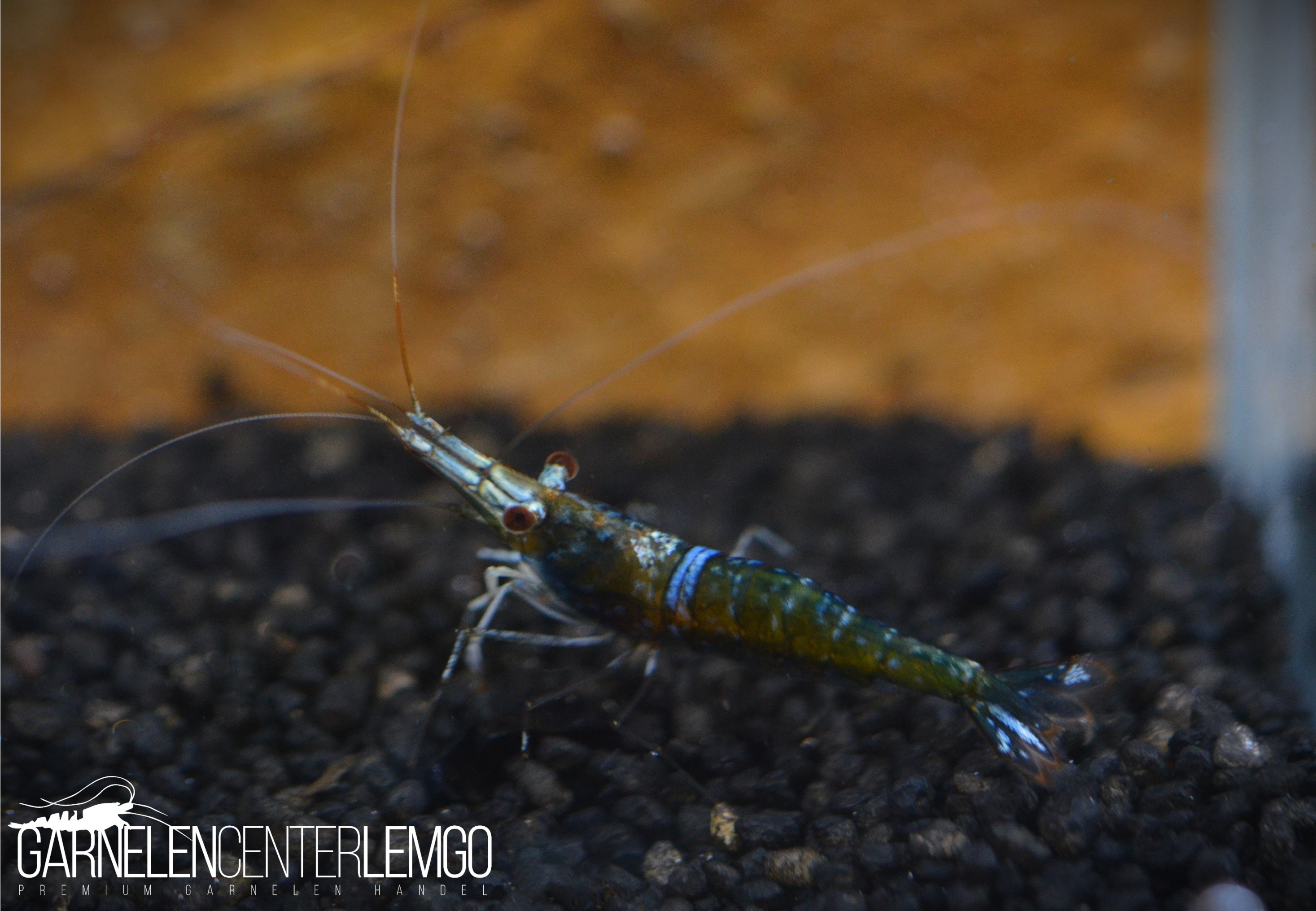 Blue Ghost Sulawesi Garnele - Mid Grade - Import