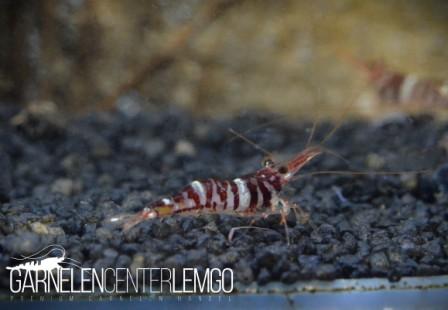 Caridina Red Tigri / Rote Sulawesi Tiger Garnelen - Import