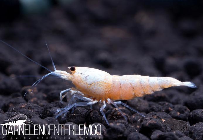 Red Bolt Garnele  - DNZ