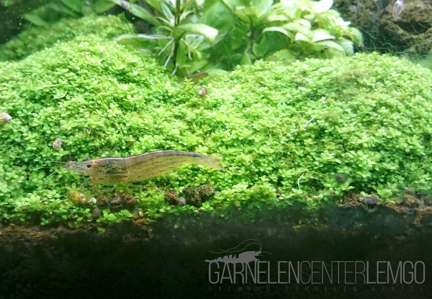 Amano Garnele - DNZ, Größe XL