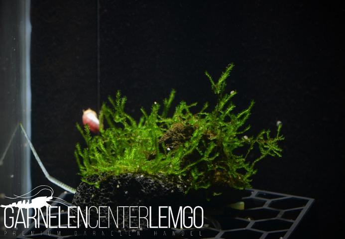 Callicostella Gunnung Sumpit auf Plant Sheet