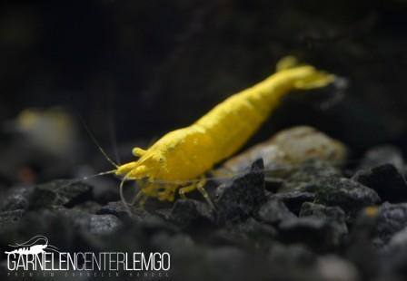 Yellow Fire Neon mit gelben Augen y.e.- DNZ