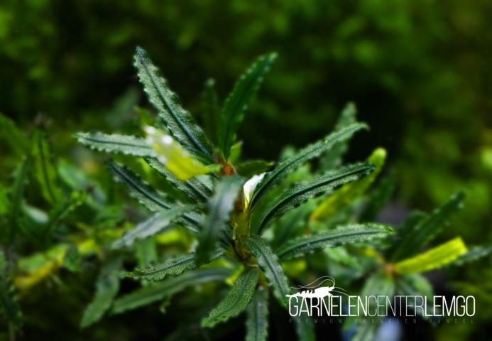 Bucephalandra sp. Chilli Mini - submers - Rhizom