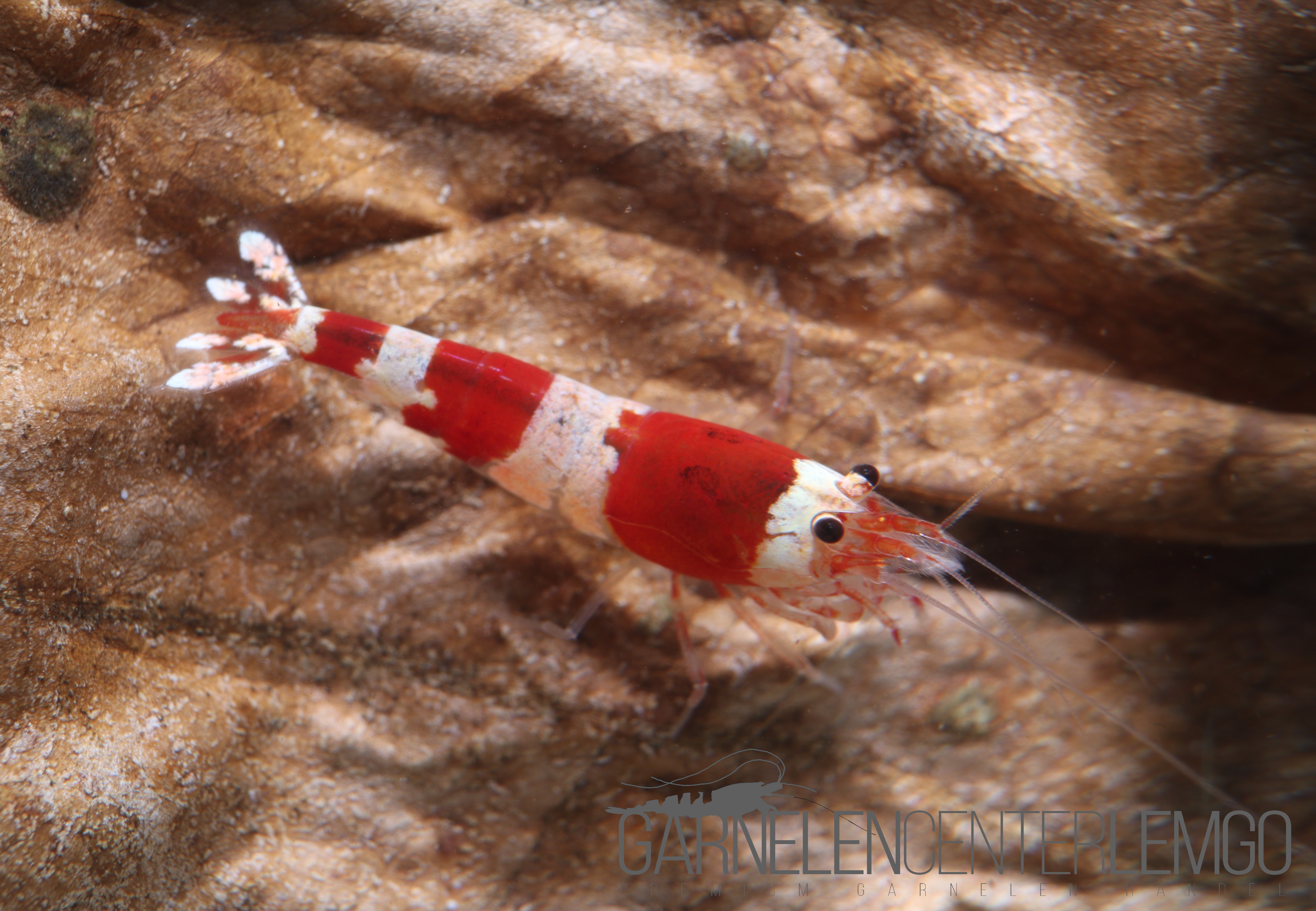 Red Bee Garnele K4 - K6  - DNZ