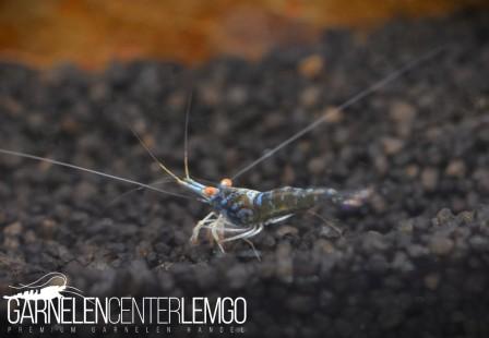 Blue Ghost OE Sulawesi Garnele - Import