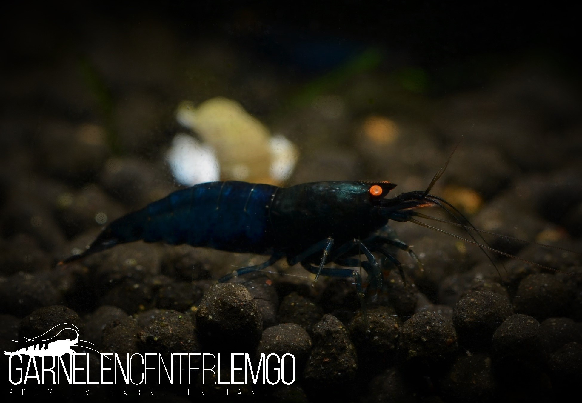 Vinfish Blue Devil O.E. Garnele SSS Grade - DNZ