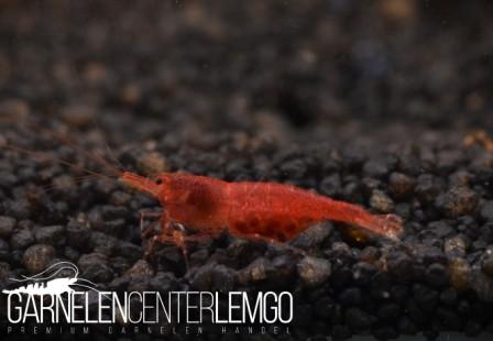 Extreme Tiny Red Sulawesi Garnele - Import