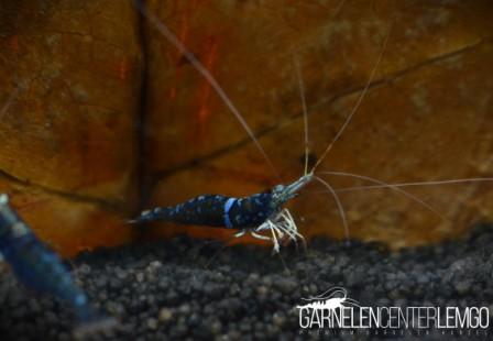 Blue Ghost Sulawesi Garnele - High Grade