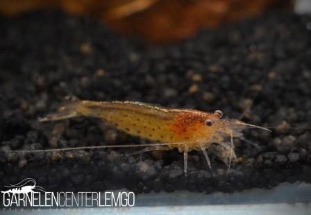 rote Amano Garnele - DNZ