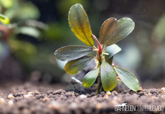 Bucephalandra sp. - submers - Rhizom